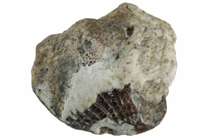Fossil Crusher Shark (Ptychodus) Tooth - Kansas #218694
